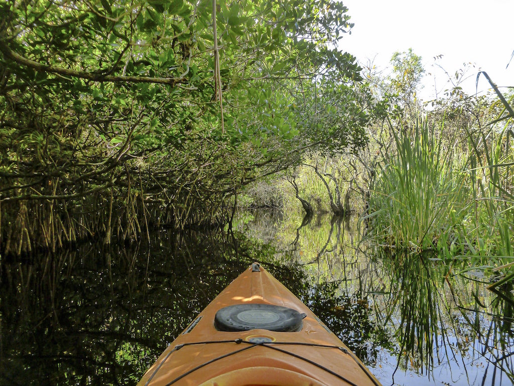 Mangrove tunnel tours in the Florida Keys